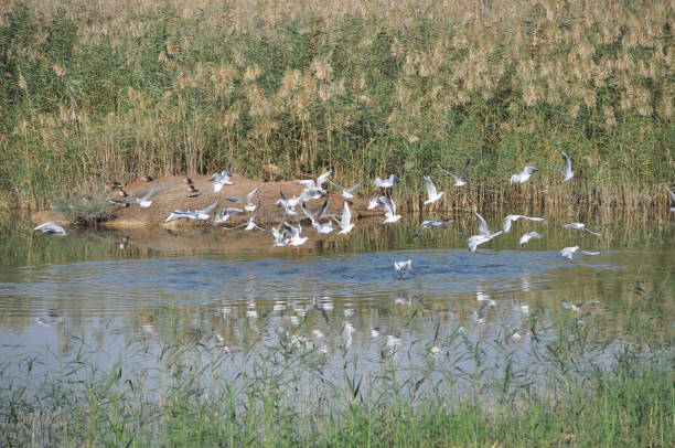 istock The beautiful bird Larus ridibundus (Black-headed Gull) in the natural environment 1253440914