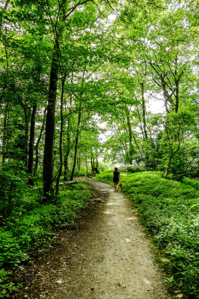 istock path in forest, in Norway Scandinavia North Europe 1253441085