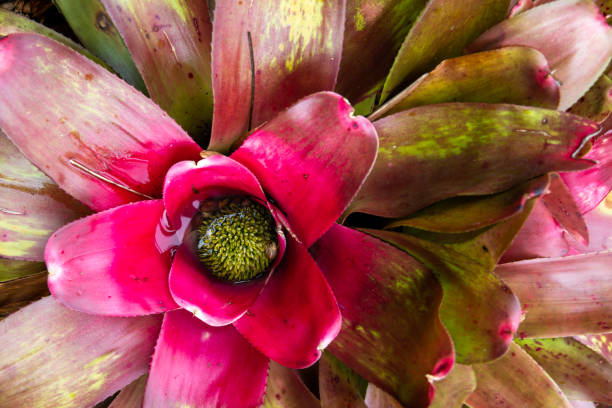 nahaufnahme von neoregelia bromeliad mit hellgrünen blättern und rosa mitte. ansicht von oben. makro-fotograf. - bromeliad stock-fotos und bilder