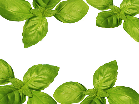 Juicy green basil in the shape of a frame on a white background with place for your text. Banner, advertisement, advertisement.