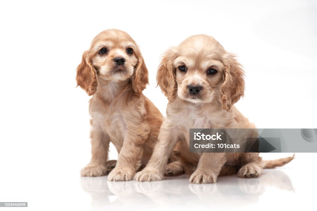 Cocker Spaniel Puppy. Cocker Spaniel Stock Photo