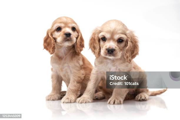 Cocker Spaniel Puppy Stock Photo - Download Image Now - Cocker Spaniel, Cute, Puppy