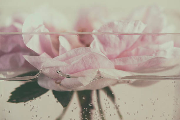 istock pink Rose flower in a glass vase 1253445142
