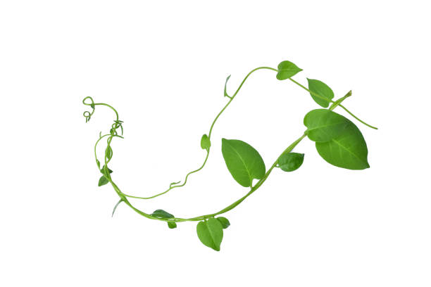 istock Twisted  vines  leaf with heart shaped green leaves isolated on white background, clipping path included. Floral Desaign. HD Image and Large Resolution. can be used as wallpaper 1253445274