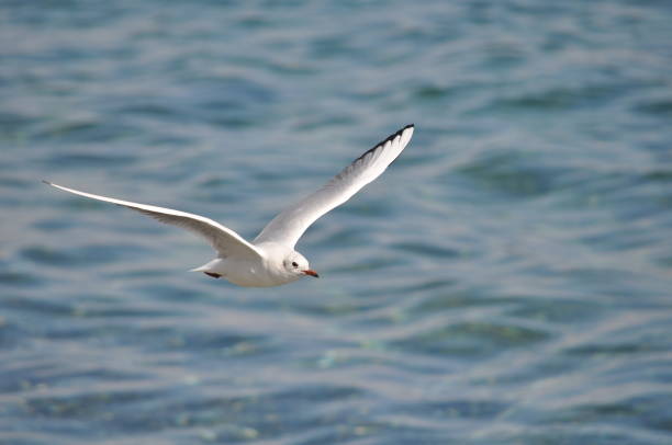 istock The beautiful bird Larus ridibundus (Black-headed Gull) in the natural environment 1253445297