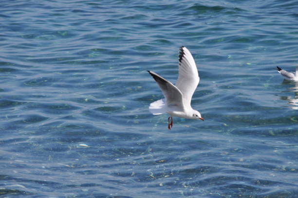 istock The beautiful bird Larus ridibundus (Black-headed Gull) in the natural environment 1253445326