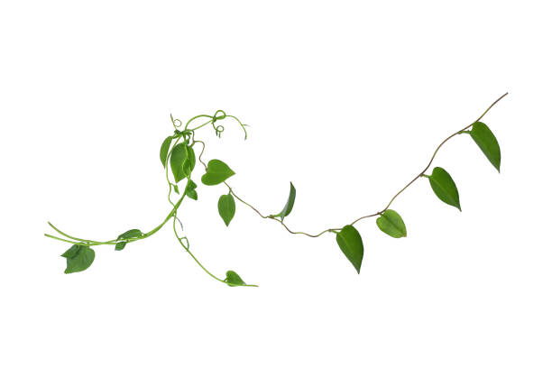 istock Twisted  vines  leaf with heart shaped green leaves isolated on white background, clipping path included. Floral Desaign. HD Image and Large Resolution. can be used as wallpaper 1253445333