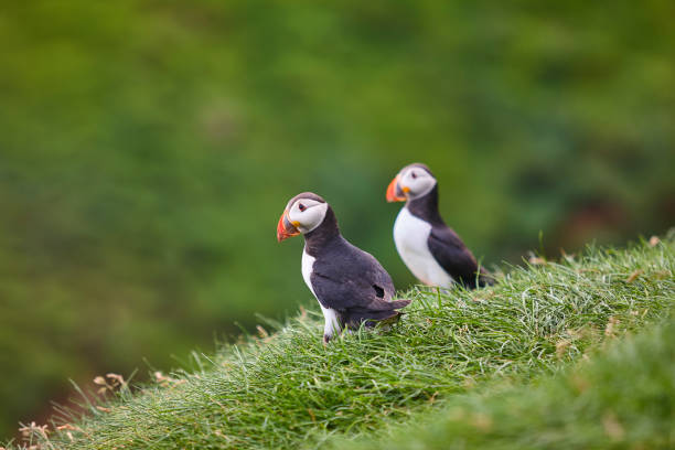 istock Puffins on Mykines cliffs and atlantic ocean. Faroe islands birdwatching 1253446519
