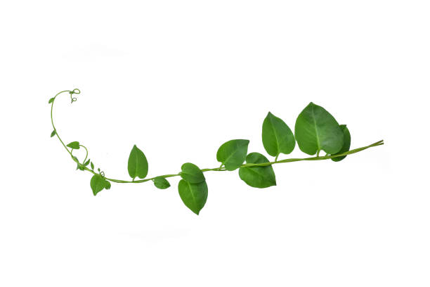 istock Twisted  vines  leaf with heart shaped green leaves isolated on white background, clipping path included. Floral Desaign. HD Image and Large Resolution. can be used as wallpaper 1253446689