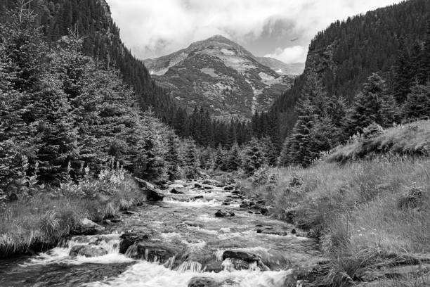 istock Nature in black and white 1253446759