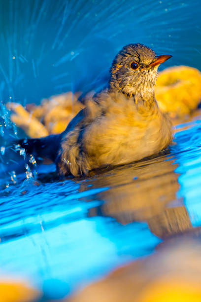 istock Blackbird, Forest Pond, Spanish Forest, Spain 1253446857