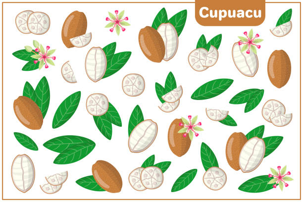 Set of vector cartoon illustrations with Cupuacu exotic fruits, flowers and leaves isolated on white background Set of vector cartoon illustrations with whole, half, cut slice Cupuacu exotic fruits, flowers and leaves isolated on white background theobroma stock illustrations