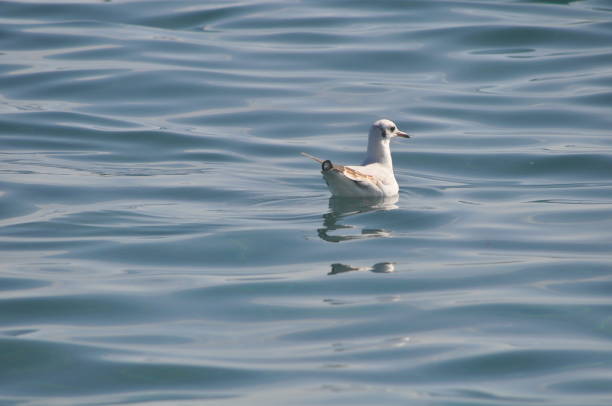 istock The beautiful bird Larus ridibundus (Black-headed Gull) in the natural environment 1253447883
