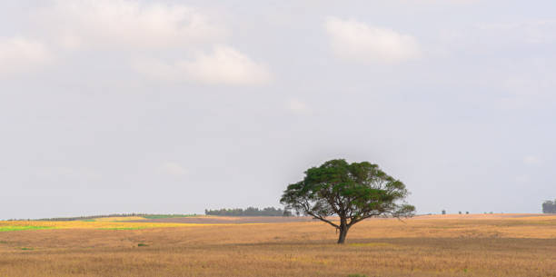 istock Lonely tree. Rural landscape in southern Brazil 1253449038