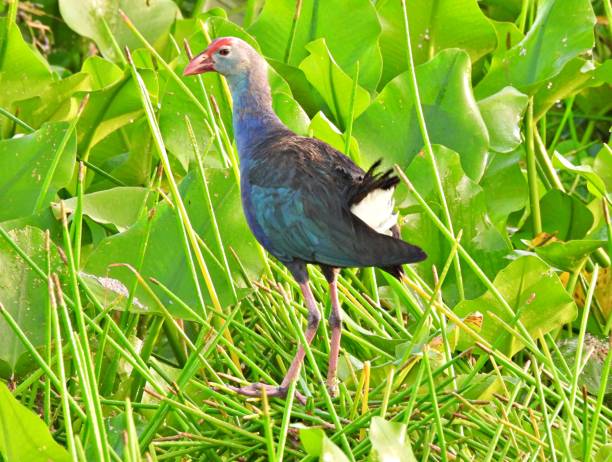 istock Grey-headed Swamphen (Porphyrio poliocephalus) in the Florida wetlands 1253449081