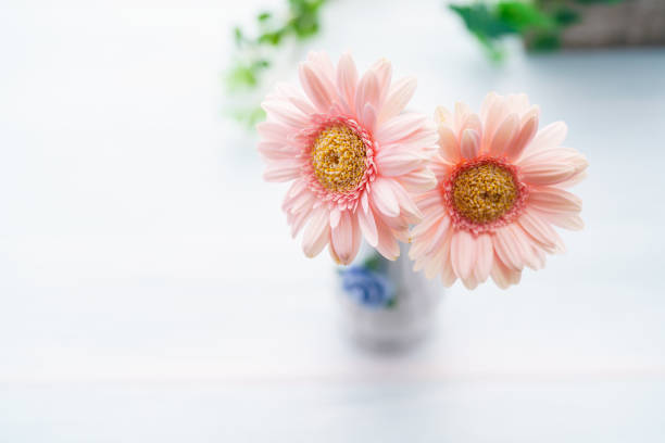 istock Gerbera flower on wooden table 1253449133