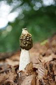 nahaufnahme-von-phallus-impudicus-umgangssprachlich-als-das-gemeinsame-stinkhorn-bekannt-ist.jpg?b=1&s=170x170&k=20&c=SekFGwLLr7TXE4rBgb39Wc4rv_ngH3-mp658yx5nyYo=