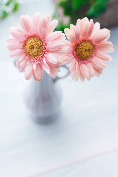 istock Gerbera flower on wooden table 1253449170