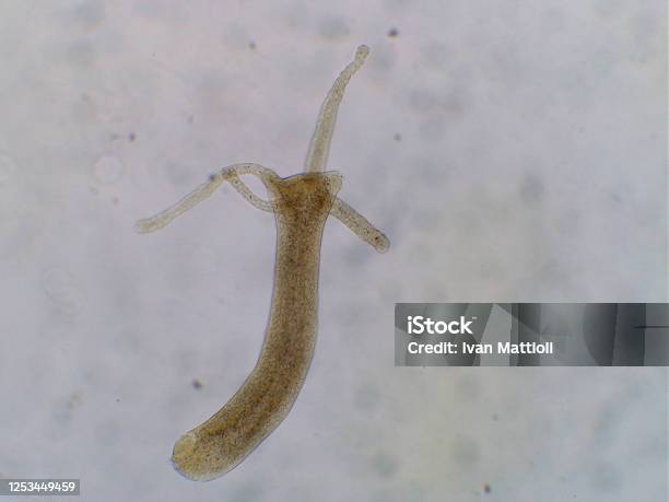 Hydra Vulgaris Under The Microscope Freshwater Polyp Stock Photo - Download Image Now