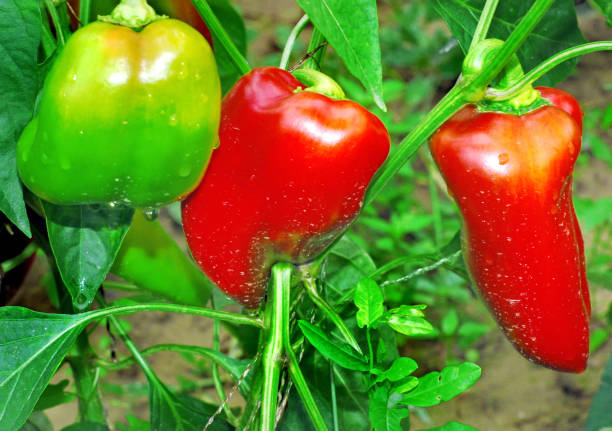 istock Fresh red paprika on branch 1253449529