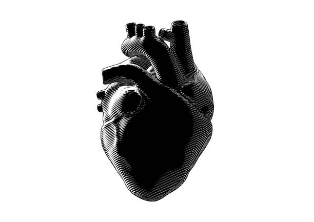 istock Vintage engraving of dark human heart illustration on white BG 1253449621