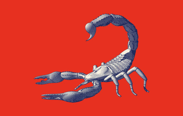 retro-zeichnung von skorpion-illustration isoliert auf rot bg - skorpion spinnentier stock-grafiken, -clipart, -cartoons und -symbole