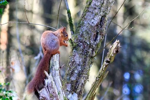 Red Squirrel sitting on branch eating a nut