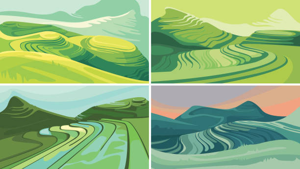 Set of rice terraces. Set of rice terraces. Beautiful agricultural sceneries. rice paddy stock illustrations