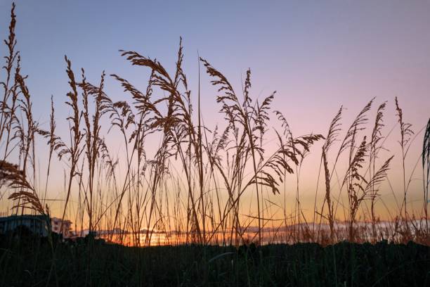 istock Beach Sunrise with sea grass-Hilton Head Island,SC 1253450699