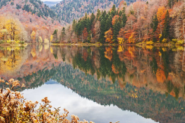 istock Autumn forest with reflection on Biogradsko lake 1253450950