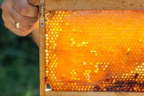 Beekeeper holding natural honeycomb full with honey and pollen.