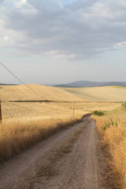 istock Campos in Linares, Spain 1253451578