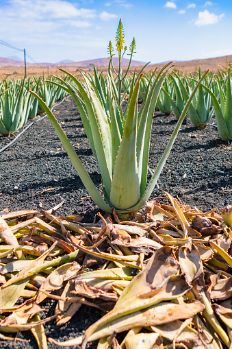 Aloe Vera farm in Fuerteventura, Canary Islands\n\nMagnificent colors. Flowers in some plants.