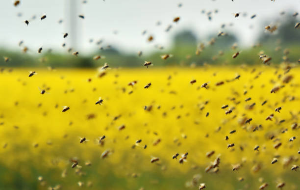 lo sciame dell'ape che vola verso l'alveare - sciame di insetti foto e immagini stock