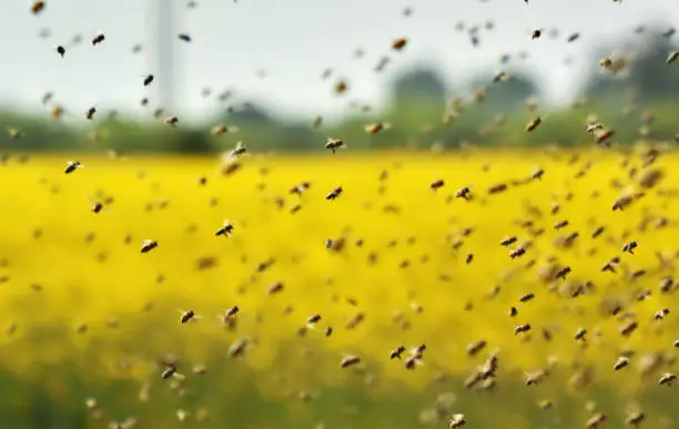 The swarm of the bee flying to the hive after collecting pollen from oilseed rape