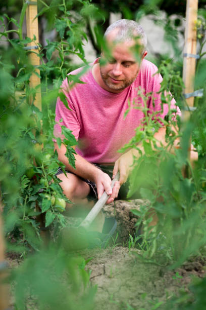 istock Man harvesting vegetables in garden at home 1253453229