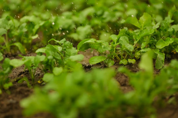 istock Radish grows on a bed in a spring garden 1253455962