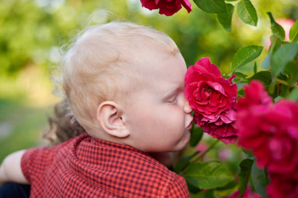 Little cute boy in a plaid shirt sniffs a rose bush.