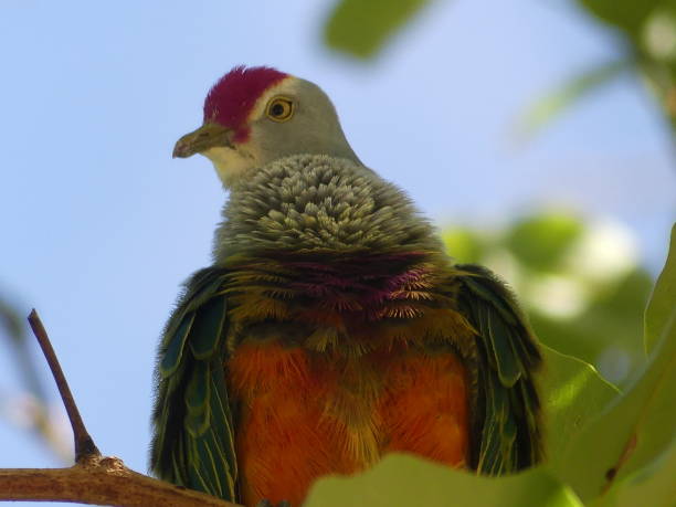 pomba-de-fruto mariana - saipan - fotografias e filmes do acervo