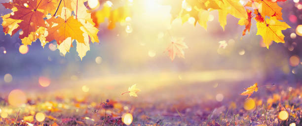 istock Falling Autumn Maple Leaves Natural Background 1253458213