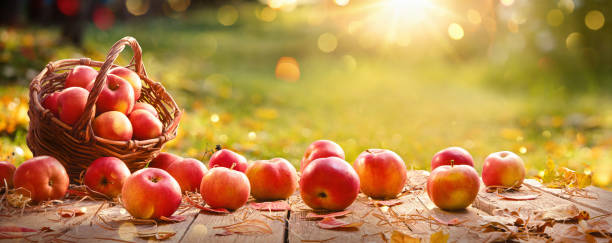 pommes dans un panier extérieur. fond ensoleillé - apple red fruit autumn photos et images de collection