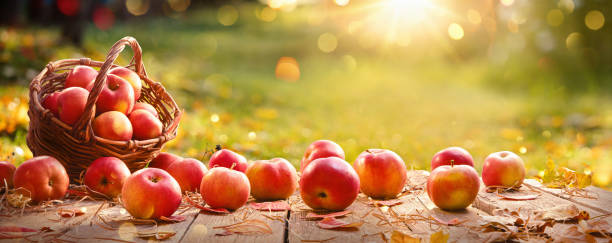 야외 바구니에 사과. 써니 배경 - orchard fruit vegetable tree 뉴스 사진 이미지