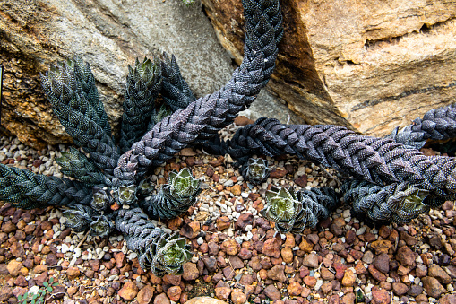 Haworthia coarctata or Aloe coarctata plant with dark green long stems lying on gravel background in a botanical garden.