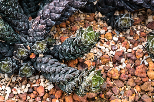 Haworthia coarctata or Aloe coarctata plant with dark green long stems lying on gravel background.
