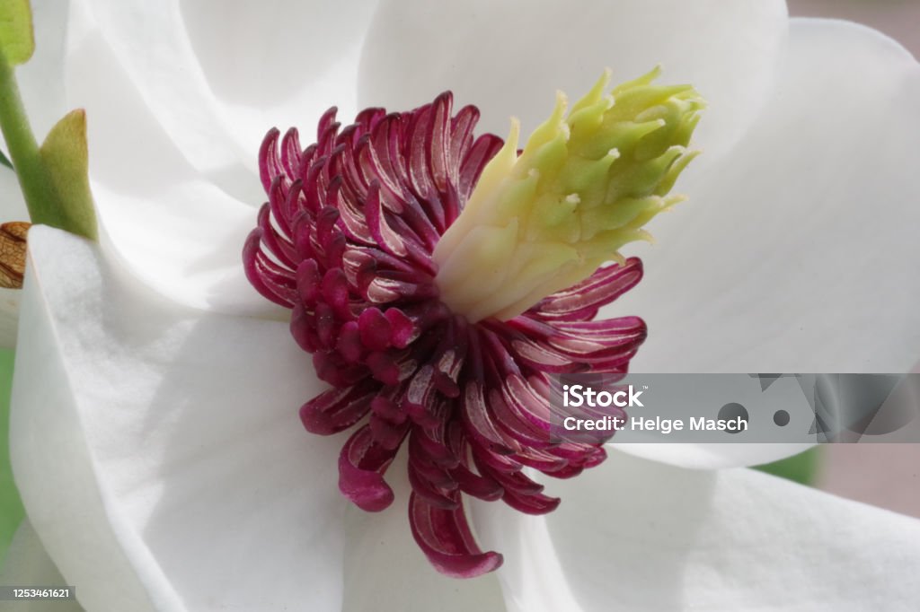 Sommer-Magnolie - Lizenzfrei Baumblüte Stock-Foto