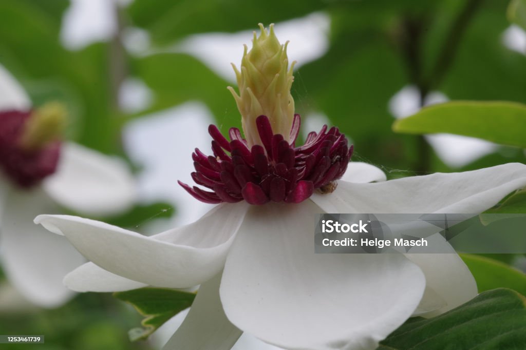 Sommer-Magnolie - Lizenzfrei 2020 Stock-Foto