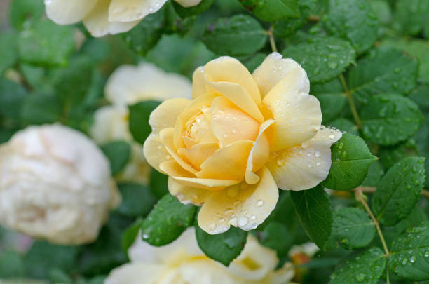 istock White and yellow roses in a garden 1253462022