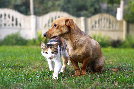 Red cat and dog walk on the lawn. Friendship of pets in the park. Animals in nature. Stock photo background