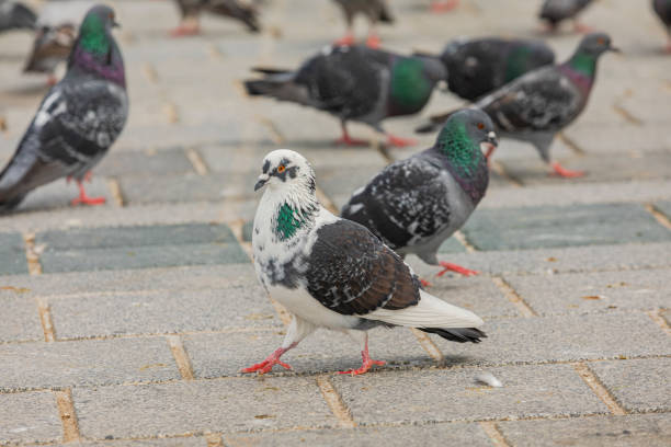 istock Pigeons in Eminonu Square 1253462879
