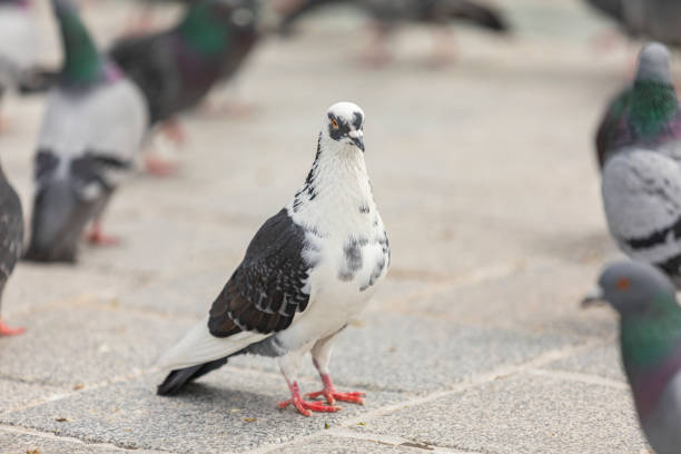 istock Pigeons in Eminonu Square 1253463267